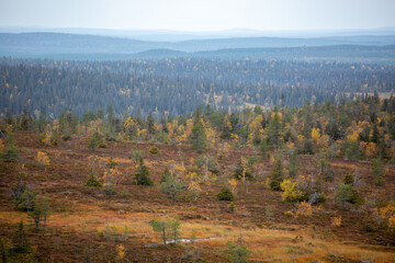 Famous slope bogs in Riisitunturi National park during autumn foliage in Northern Finland, Europe
