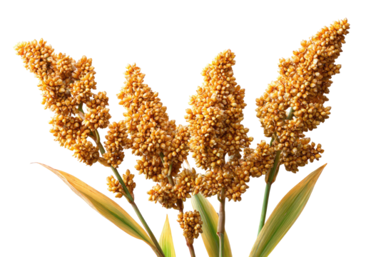 Close-up of golden millet seed heads.  Several seed heads in clusters, showcasing the golden-tan color and small, detailed seed structures.  Long, pointed leaves flank the heads