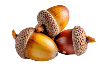 Close-up of three acorns, varying in shades of brown and gold, nestled together against a black background.  Each acorn has a distinctive cap and a rounded body.  Natural light highlights the textures