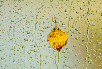 Yellow birch leaf stuck on a wet window glass