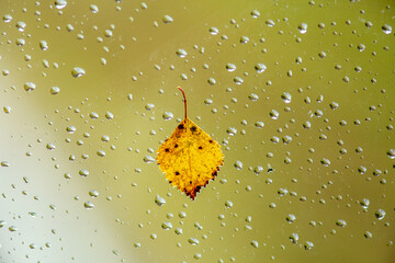 Yellow birch leaf on a wet window on a rainy autumn day