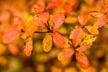 Autumn mood. Colorful leaves of the northern bilberry, Vaccinium uliginosum during autumn foliage in Finnish nature 