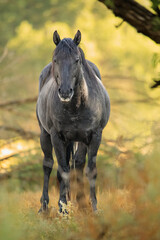 Black mustang stallion standing solo