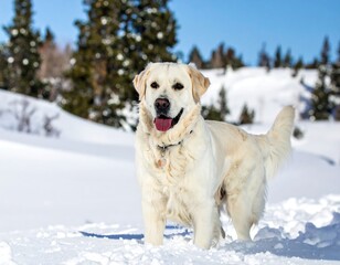 Happy golden retriever in snowy landscape (1)