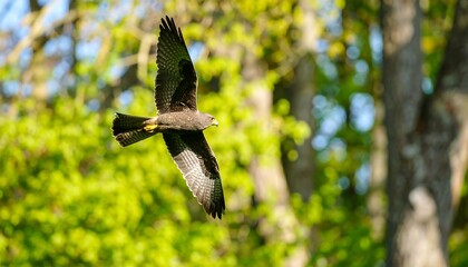 Hawk in flight, surrounded by trees