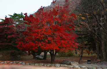 Vibrant Red Maple Tree in Full Autumn Foliage with Natural Park Background
