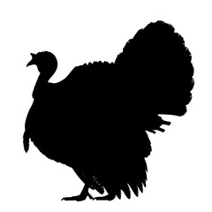 Digital Technologies Transform Wild Turkey Conservation Efforts Through Advanced Monitoring