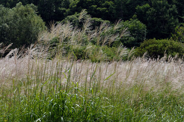 ススキの穂が上がってきた