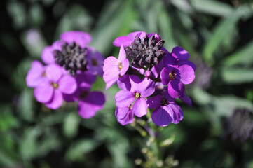 Wallflower, Erysimum or Hesperis matronalis