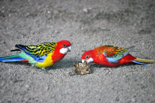 Pair of common rosella - Platycercus eximius, a bird endemic to southeastern Australia