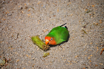 Agapornis pullarius, Red-faced Lovebird, a bird endemic to West and Central Africa
