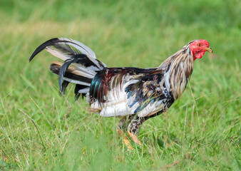  Image of a vibrant rooster standing in a grassy field.