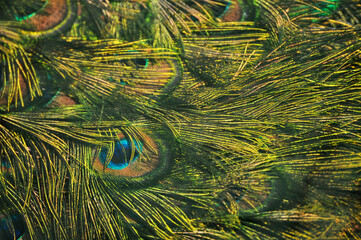 Background with beautiful peacock feathers