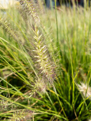 Close up of ornamental fountain grass. Natural texture background for eco, garden, landscaping