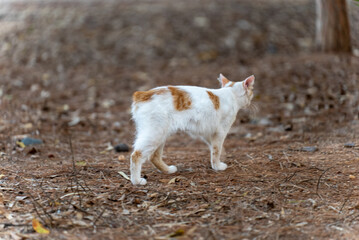 Stray white cat with ginger spots walking on the ground in Limassol, Cyprus. Street scene near the seaside promenade on the Mediterranean coast.
