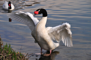 Black-necked swan flapping its wings © Myrarte
