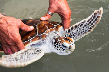 Turtle in Thailand. Animals in zoo farm and wildlife. High resolution photo.	