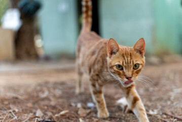 Fototapeta premium Stray ginger cat walking forward on the ground in Limassol, Cyprus. Street scene near the cat shelter and the seaside promenade on the Mediterranean coast. 