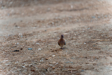 Small bird standing on the ground in Limassol, Cyprus. Street scene with wildlife on the Mediterranean coast.
