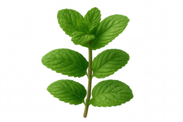 Vibrant mint sprig with fresh green leaves, showcasing botanical detail against transparent background for culinary, drink, wellness imagery