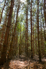 Dense pine forest with tall straight trees, branches, and scattered dry twigs on the forest floor, illuminated by natural sunlight creating a serene woodland atmosphere.