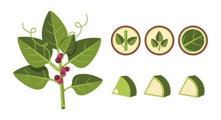 Botanical exploration: A stylized vine, leaf icons, and triangular green fruits