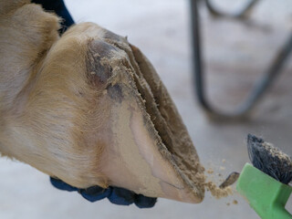 Seitenansicht Pferdehuf wird mit einem Hufkratzer gesäubert