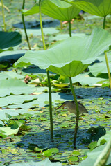 ハス池で獲物を狙うヨシゴイ