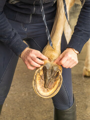 Teilaufnahme H&auml;nde einer Frau bei der Pflege eines Pferdehufes
