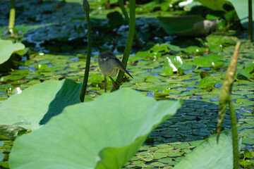 ハス池で獲物を狙うヨシゴイ