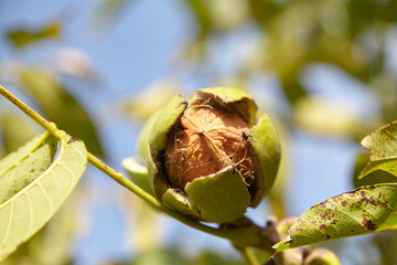 Walnut pericarp on tree branch, showcasing natural textures and vibrant green leaves, highlighting the growth process and ecological significance of this nut-bearing plant
