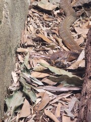 camouflage pattern background