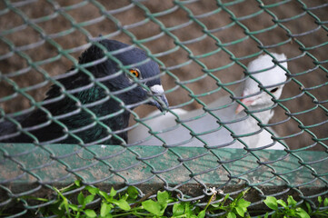 Captive pigeons in a cage