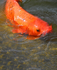 Koi fish, orange carp swimming in the lake