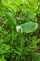  Elegant Arum Flower Amidst Verdant Greens
