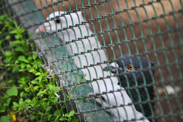 Pigeons in captivity eating fresh grass growing outside their cage