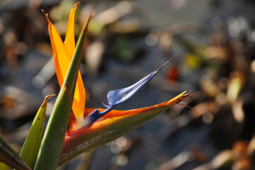 Strelitzia reginae, commonly known as Bird of Paradise