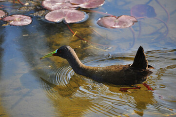 Paint-billed gallinule (Pardirallus sanguinolentus)