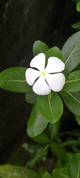 white noyon tara 