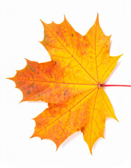 Fototapeta premium Vibrant Yellow-Orange Maple Leaf with Red Stem, Isolated on Pure White, Capturing Autumns Essence.