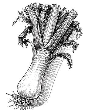 Detailed botanical drawing of celery