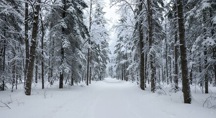 Obraz premium Snowy forest path: Tall trees line a snow-covered path, creating a serene winter landscape scene.