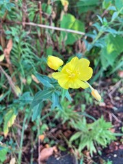 畑の脇に咲く黄色の小花