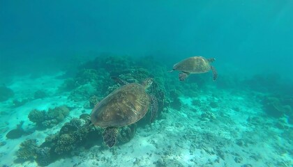 Obraz premium Two sea turtles swimming in clear shallow water over a coral reef