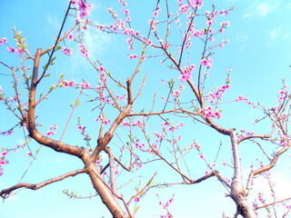 Blooming peach tree branches with pink flowers against a vibrant blue sky in springtime