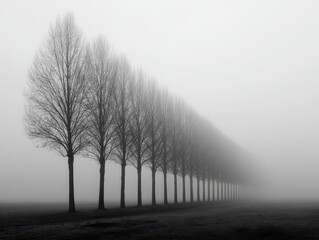 Minimalist row of leafless trees receding into a foggy landscape