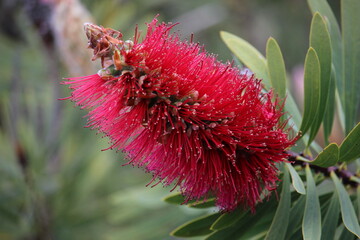 Close-up of a vibrant red bottlebrush flower (Callistemon) with green leaves in the background