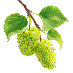 Close-up of two vibrant green mulberries on a branch with lush leaves