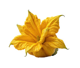 Close-up of a vibrant yellow zucchini flower