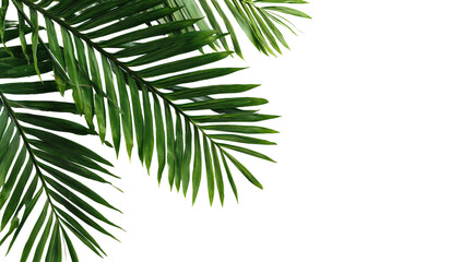 Close-up of vibrant green palm fronds, detailed texture, sharp focus,  dark background